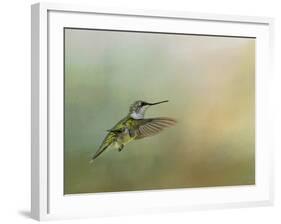 Peaceful Day with a Hummingbird-Jai Johnson-Framed Giclee Print