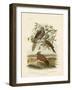 Peaceful Dove, 1891-Gracius Broinowski-Framed Giclee Print