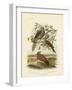 Peaceful Dove, 1891-Gracius Broinowski-Framed Giclee Print
