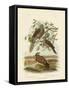 Peaceful Dove, 1891-Gracius Broinowski-Framed Stretched Canvas