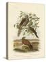 Peaceful Dove, 1891-Gracius Broinowski-Stretched Canvas