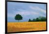 Peaceful Field-Herb Dickinson-Framed Photographic Print