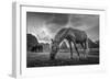 Peaceful Moment-Nhiem Hoang The-Framed Giclee Print