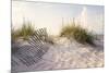 Peaceful Morning in the Beach Sand Dunes-forestpath-Mounted Photographic Print