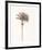 Peaceful Palm - Single-Hilary Armstrong-Framed Limited Edition