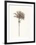 Peaceful Palm - Single-Hilary Armstrong-Framed Limited Edition