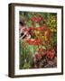 Peaceful Woods I-David Drost-Framed Photographic Print