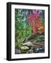 Peaceful Woods II-David Drost-Framed Photographic Print