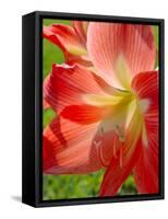 Peach Amaryllis, Edgewater, Florida-Lisa S^ Engelbrecht-Framed Stretched Canvas