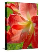 Peach Amaryllis, Edgewater, Florida-Lisa S^ Engelbrecht-Stretched Canvas