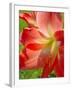 Peach Amaryllis, Edgewater, Florida-Lisa S^ Engelbrecht-Framed Premium Photographic Print