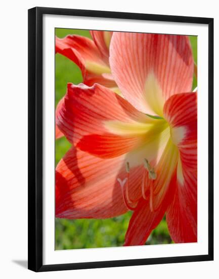 Peach Amaryllis, Edgewater, Florida-Lisa S^ Engelbrecht-Framed Premium Photographic Print