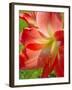 Peach Amaryllis, Edgewater, Florida-Lisa S^ Engelbrecht-Framed Premium Photographic Print