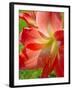 Peach Amaryllis, Edgewater, Florida-Lisa S^ Engelbrecht-Framed Premium Photographic Print