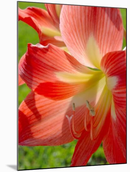 Peach Amaryllis, Edgewater, Florida-Lisa S^ Engelbrecht-Mounted Premium Photographic Print