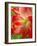 Peach Amaryllis, Edgewater, Florida-Lisa S^ Engelbrecht-Framed Photographic Print