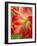 Peach Amaryllis, Edgewater, Florida-Lisa S^ Engelbrecht-Framed Photographic Print