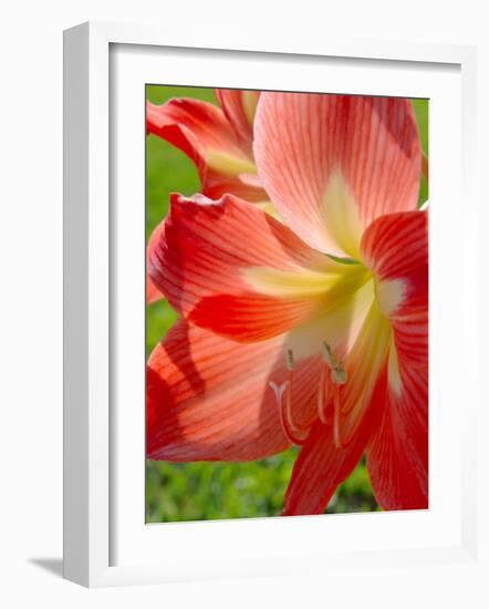 Peach Amaryllis, Edgewater, Florida-Lisa S^ Engelbrecht-Framed Photographic Print