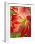 Peach Amaryllis, Edgewater, Florida-Lisa S^ Engelbrecht-Framed Photographic Print