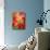 Peach Amaryllis, Edgewater, Florida-Lisa S^ Engelbrecht-Mounted Photographic Print displayed on a wall