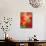 Peach Amaryllis, Edgewater, Florida-Lisa S^ Engelbrecht-Mounted Photographic Print displayed on a wall