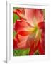 Peach Amaryllis, Edgewater, Florida-Lisa S^ Engelbrecht-Framed Photographic Print