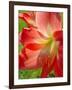 Peach Amaryllis, Edgewater, Florida-Lisa S^ Engelbrecht-Framed Photographic Print