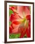 Peach Amaryllis, Edgewater, Florida-Lisa S^ Engelbrecht-Framed Photographic Print