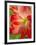 Peach Amaryllis, Edgewater, Florida-Lisa S^ Engelbrecht-Framed Photographic Print