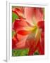 Peach Amaryllis, Edgewater, Florida-Lisa S^ Engelbrecht-Framed Photographic Print