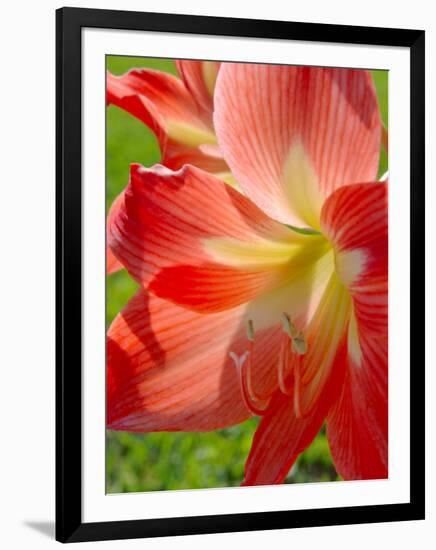 Peach Amaryllis, Edgewater, Florida-Lisa S^ Engelbrecht-Framed Photographic Print