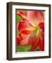 Peach Amaryllis, Edgewater, Florida-Lisa S^ Engelbrecht-Framed Premium Photographic Print