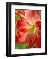 Peach Amaryllis, Edgewater, Florida-Lisa S^ Engelbrecht-Framed Premium Photographic Print