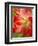 Peach Amaryllis, Edgewater, Florida-Lisa S^ Engelbrecht-Framed Premium Photographic Print