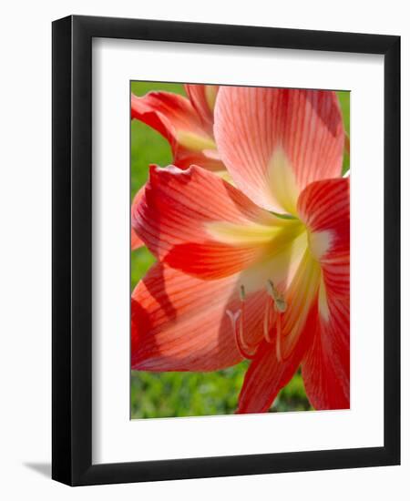 Peach Amaryllis, Edgewater, Florida-Lisa S^ Engelbrecht-Framed Premium Photographic Print