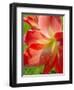 Peach Amaryllis, Edgewater, Florida-Lisa S^ Engelbrecht-Framed Premium Photographic Print