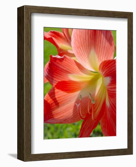 Peach Amaryllis, Edgewater, Florida-Lisa S^ Engelbrecht-Framed Photographic Print