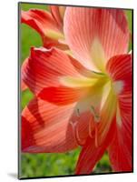 Peach Amaryllis, Edgewater, Florida-Lisa S^ Engelbrecht-Mounted Photographic Print