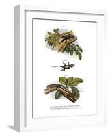 Peach Anole-null-Framed Giclee Print