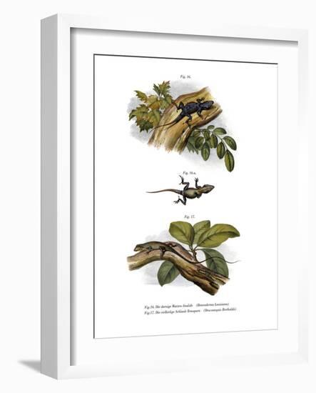 Peach Anole-null-Framed Giclee Print