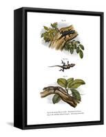 Peach Anole-null-Framed Stretched Canvas