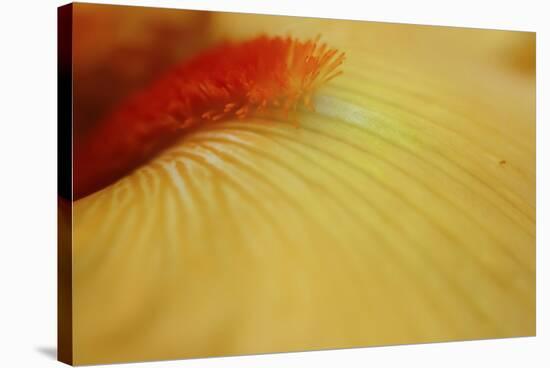 Peach bearded iris-Anna Miller-Stretched Canvas