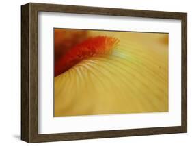 Peach bearded iris-Anna Miller-Framed Photographic Print