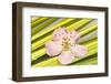 Peach Blossom and Blades of Grass-Andrea Haase-Framed Photographic Print