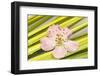 Peach Blossom and Blades of Grass-Andrea Haase-Framed Photographic Print