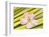 Peach Blossom and Blades of Grass-Andrea Haase-Framed Photographic Print