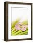 Peach Blossom and Blades of Grass-Andrea Haase-Framed Photographic Print