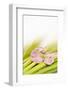 Peach Blossom and Blades of Grass-Andrea Haase-Framed Photographic Print