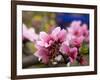 Peach Blossom Close Macro, Village, Chengdu, Sichuan, China-William Perry-Framed Photographic Print