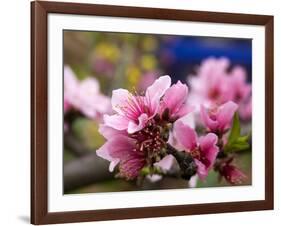 Peach Blossom Close Macro, Village, Chengdu, Sichuan, China-William Perry-Framed Photographic Print